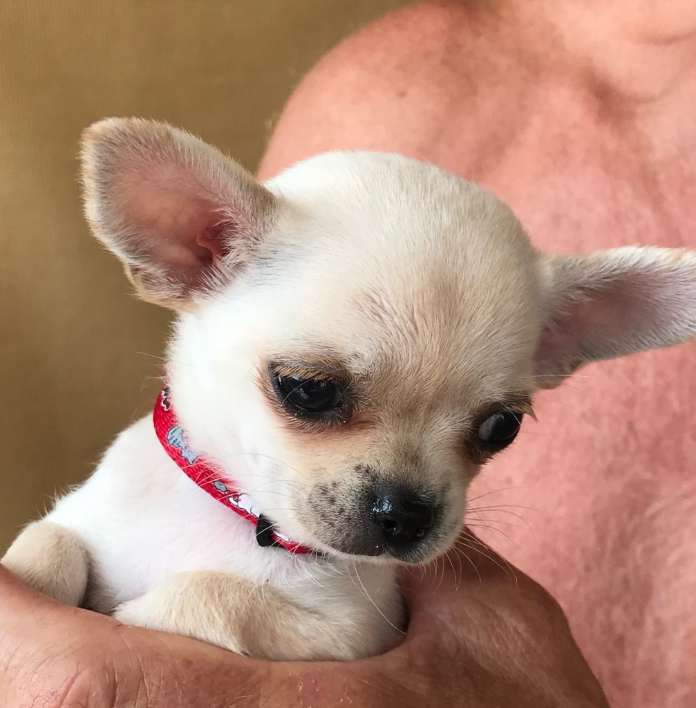 66531458_910158169319161_526027549801709568_n