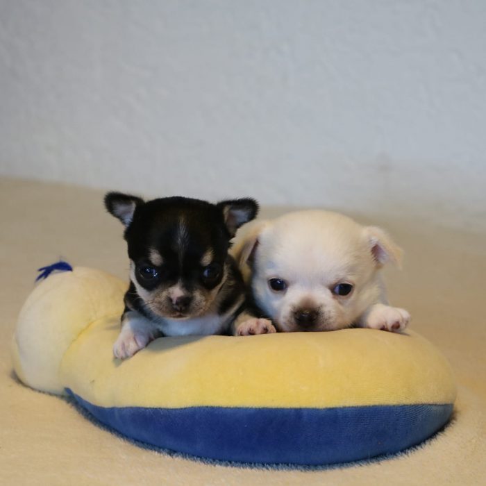 a0f221b8-c4c3-41af-b52b-b3f3d0b4fa50