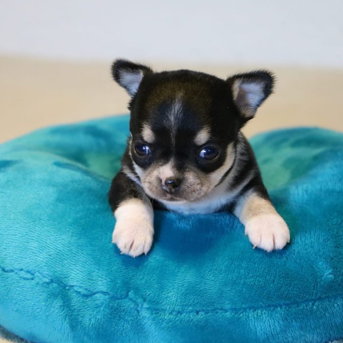 ba37926f-d546-47a8-9ebc-904036f34329